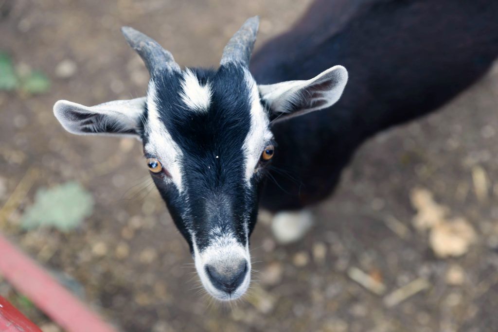 SELF-FEEDING ZOO-Sonny-Acres-Farm_GOAT