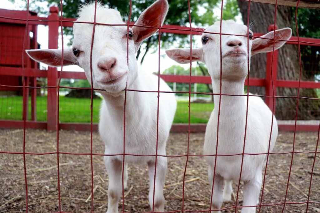 Baby Goats at Sonny Acres Farm, West Chicago IL