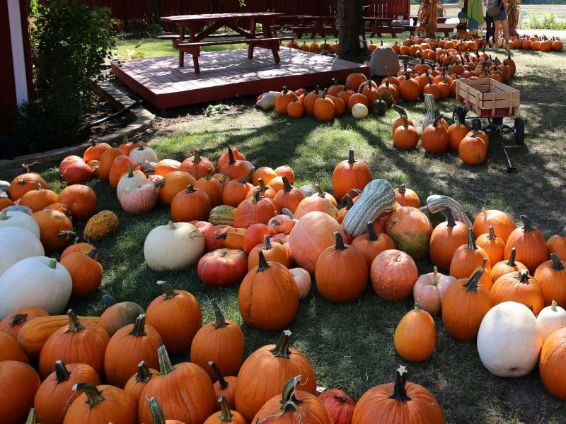 Fall festival at Sonny Acres Farm West Chicago IL 60185