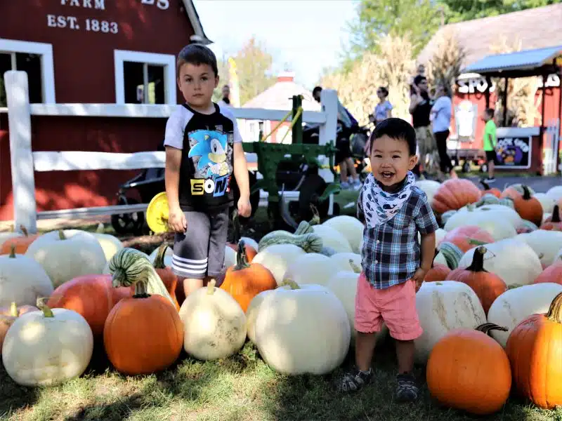 Read more about the article Fall Festival 2022 at Sonny Acres Farm