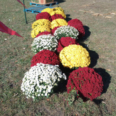 Image for choice number 4