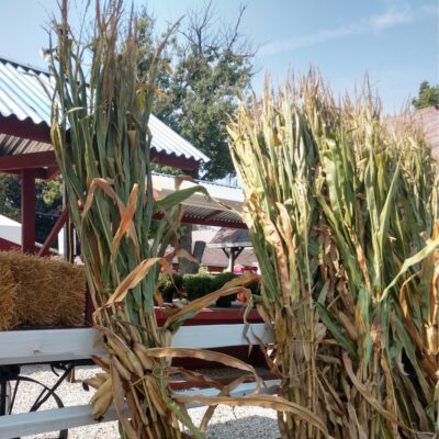 Cornstalks