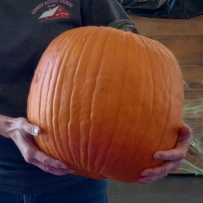 X-Large Pumpkin