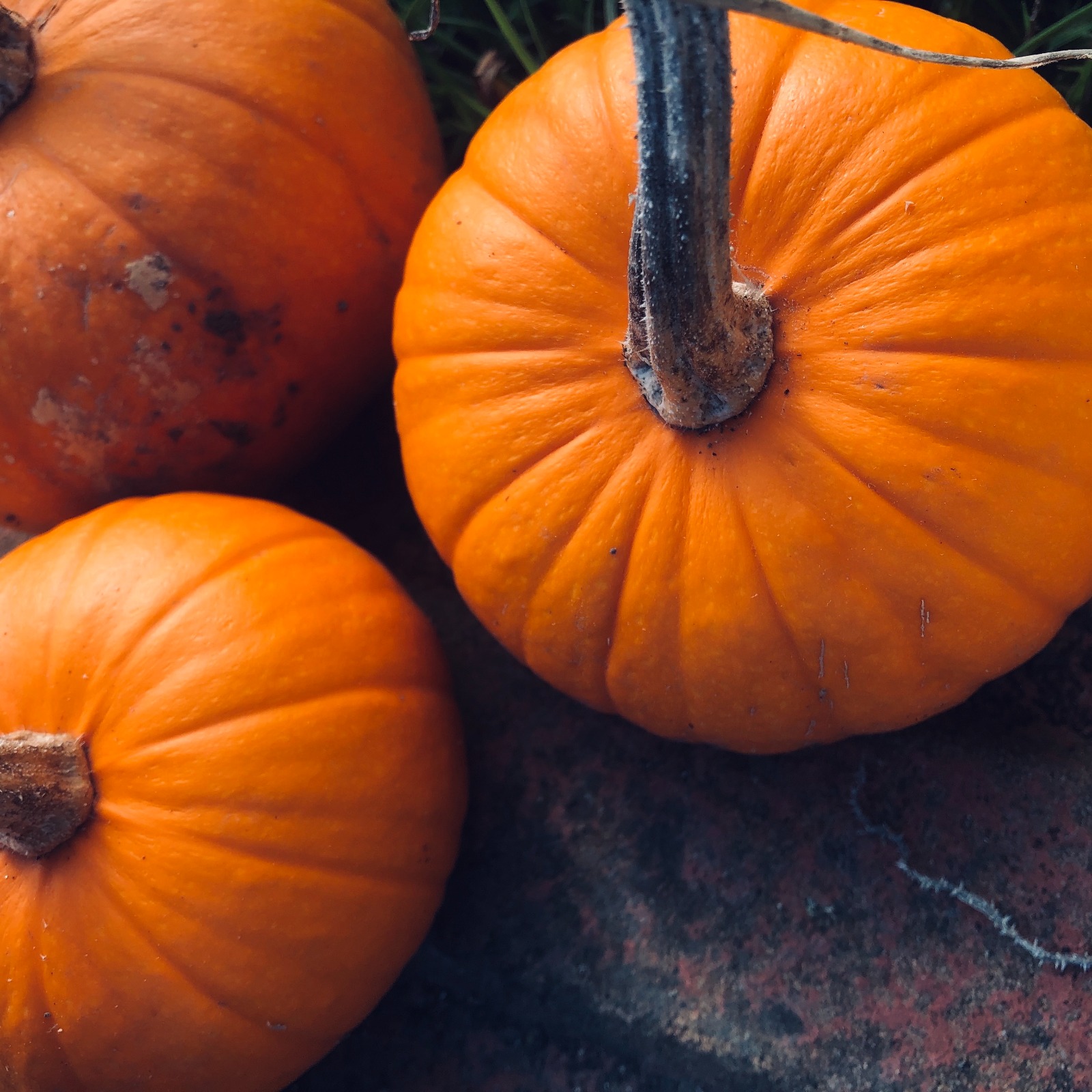 Medium Pumpkin