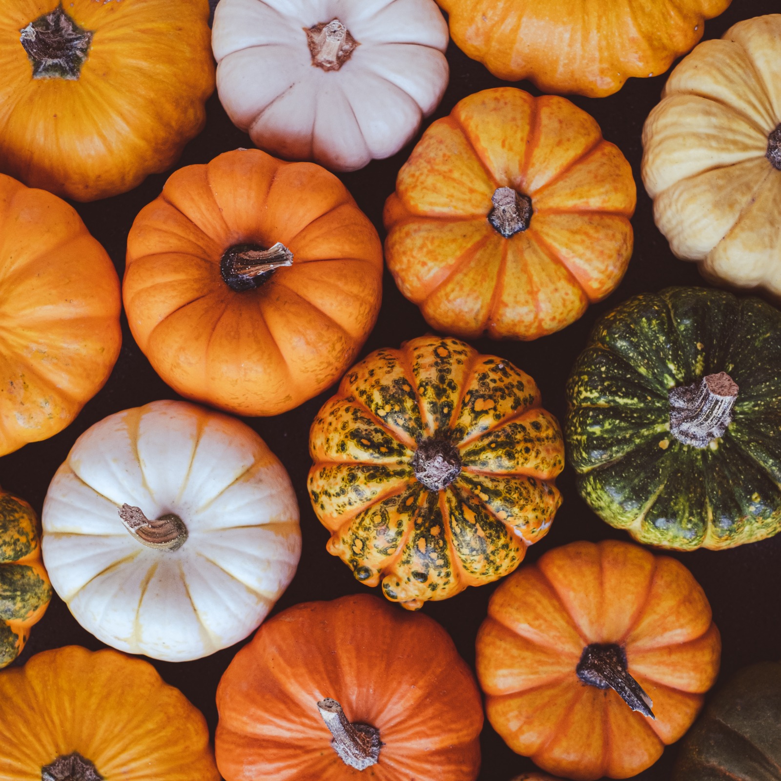 Mini Pumpkin & Gourds 