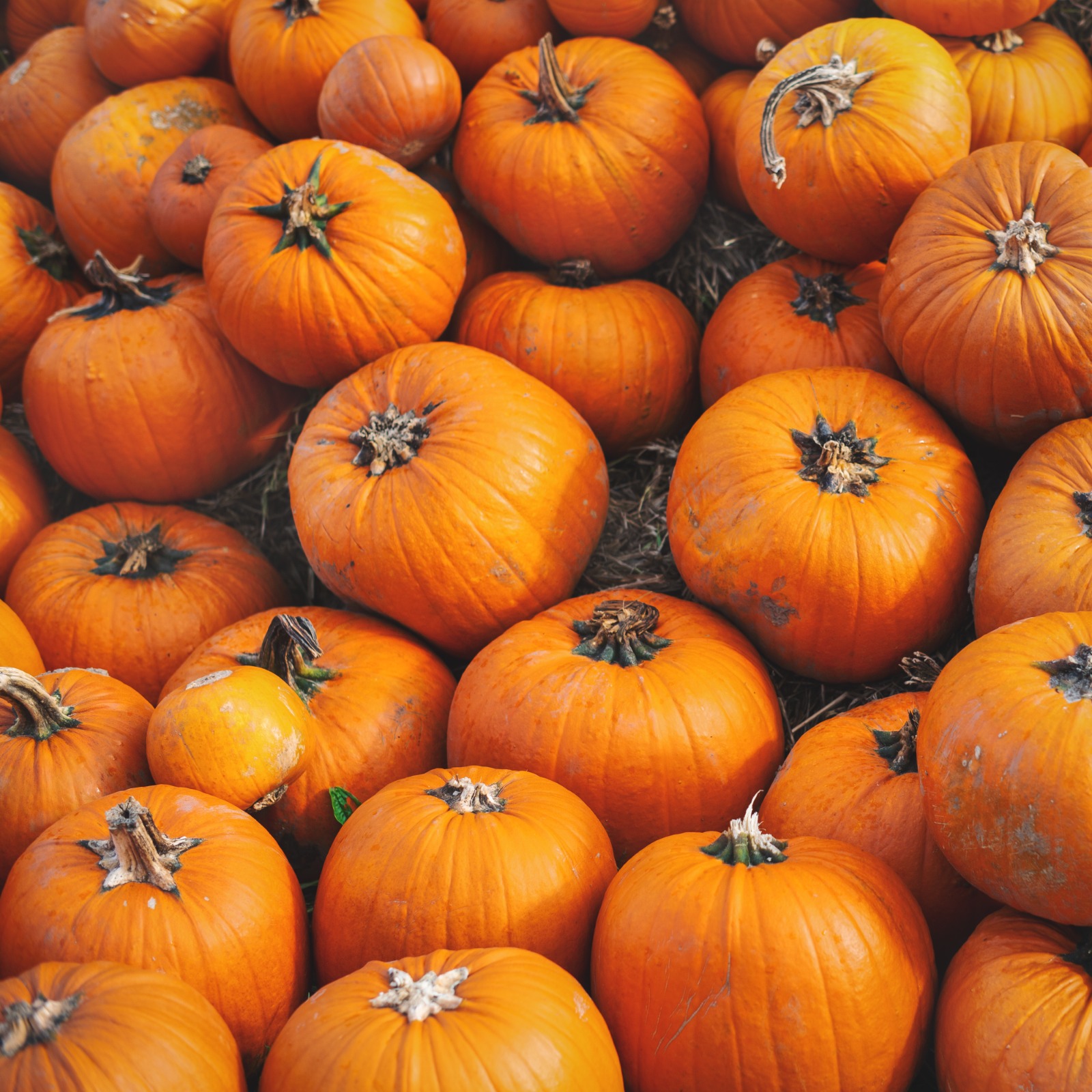 Pie Pumpkin