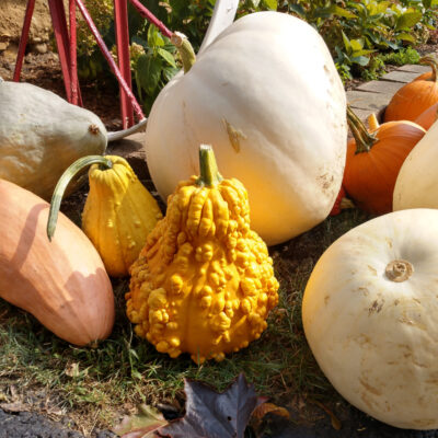 Specialty Gourd/Pumpkin White, Cinderella, etc.